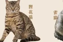 中欧网站 -瓅狸娊?箦?(沂怯滞纯煊纸粽牛乇鹗悄歉鼋怎么读)